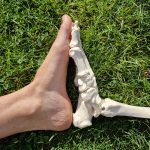 Pied - Modèle pied squelette - Chloé Ramnout - Réflexologue plantaire certifiée - Réflexologie - Chartres- Eure et Loir